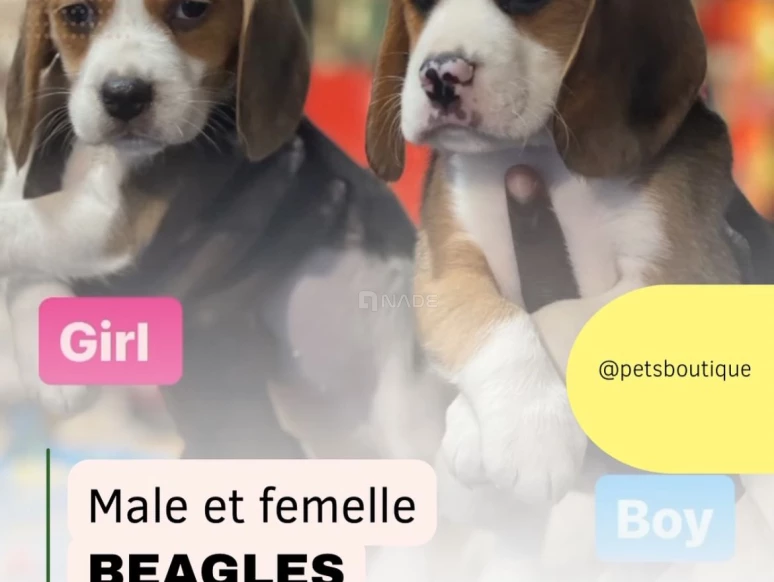 male et femelle beagles 04191