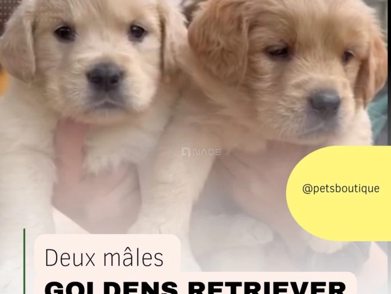 deux males golden retriever-04192-1